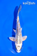 5.5" KUJAKU