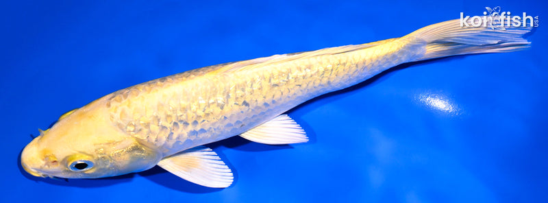8.75" GINRIN YAMABUKI OGON