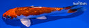 5.75" GINRIN YAMATO NISHIKI
