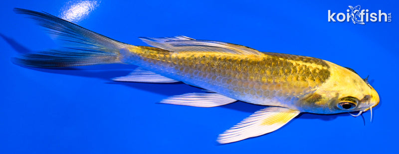 5.25" KUJAKU BUTTERFLY