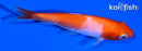 4.25" KOHAKU