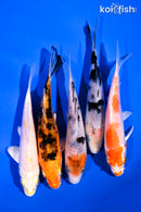 PACK OF (5) 4-5" STANDARD KOI
