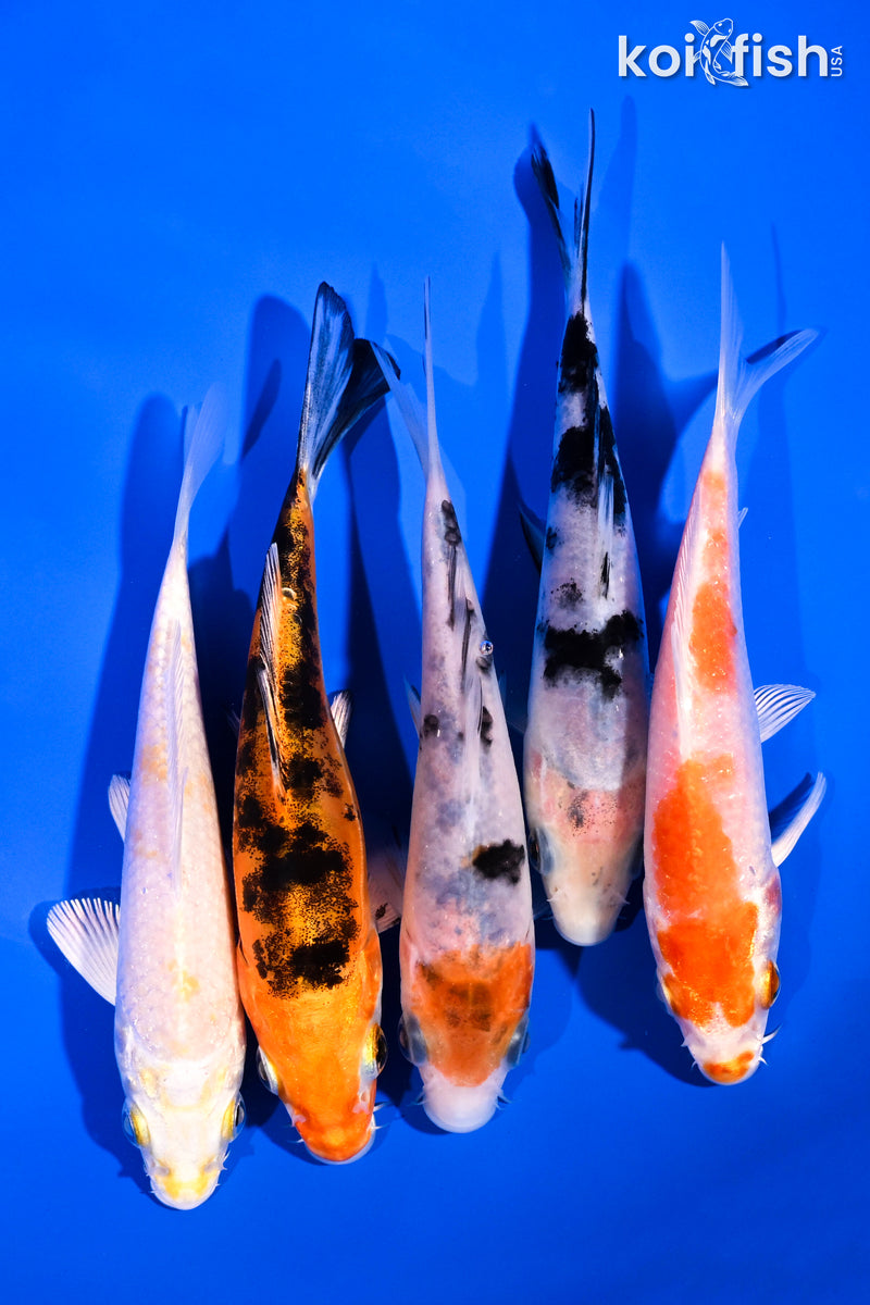 PACK OF (5) 4-5" STANDARD KOI
