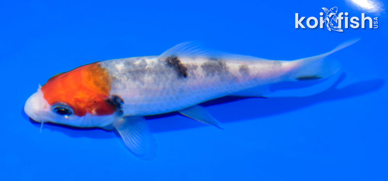 4.75" SANKE