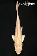 5.25" CREAMY OGON