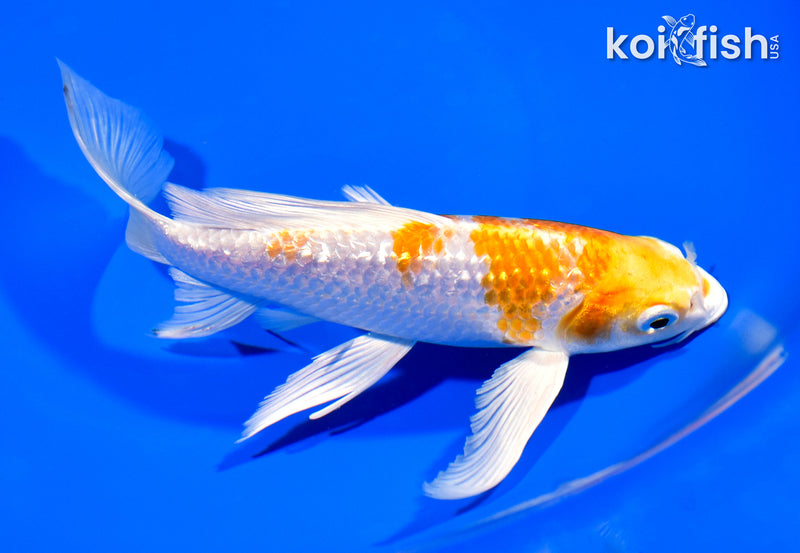 7.5" GINRIN HARIWAKE BUTTERFLY