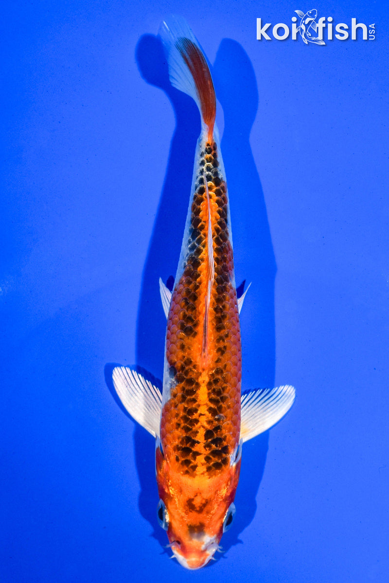 6" KUJAKU