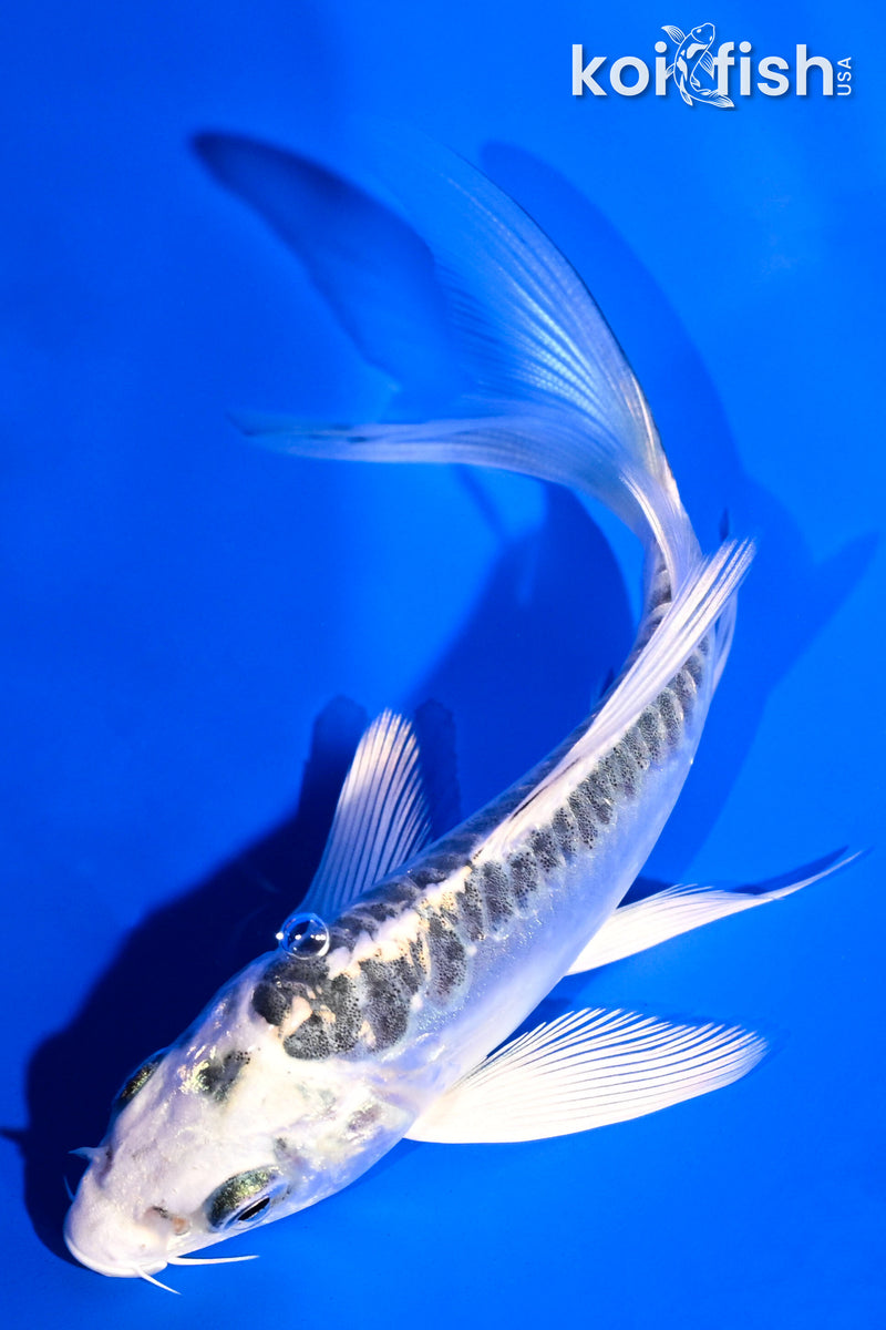 4.25" KIKOKURYU BUTTERFLY