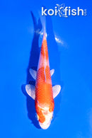 4" HARIWAKE