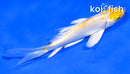 4" LEMON HARIWAKE BUTTERFLY