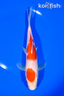 7.75" KOHAKU