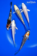 PACK OF (5) 4-4.5" STANDARD KOI