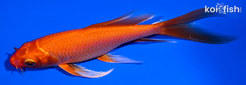 5.25" ORENJI OGON BUTTERFLY