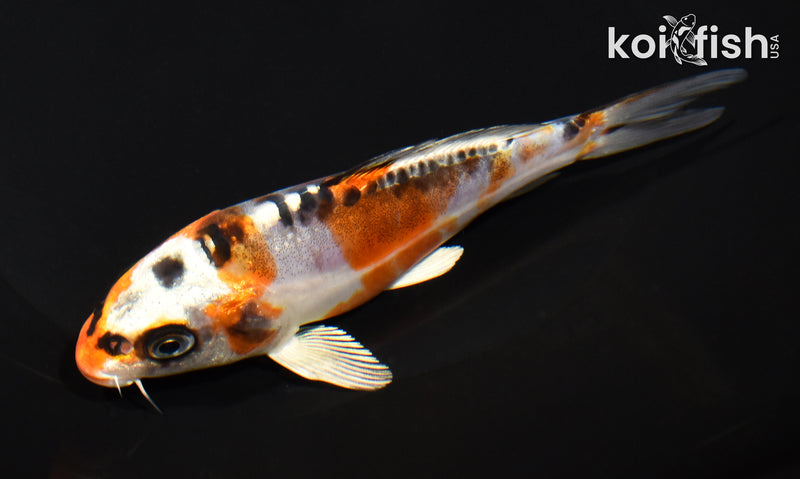 5.5" BENI KIKOKURYU