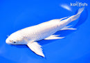 9.25" PLATINUMU OGON BUTTERFLY