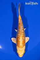 5.5" GINRIN DOITSU YAMABUKI OGON