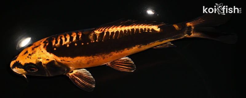 7.25" BENI KIKOKURYU
