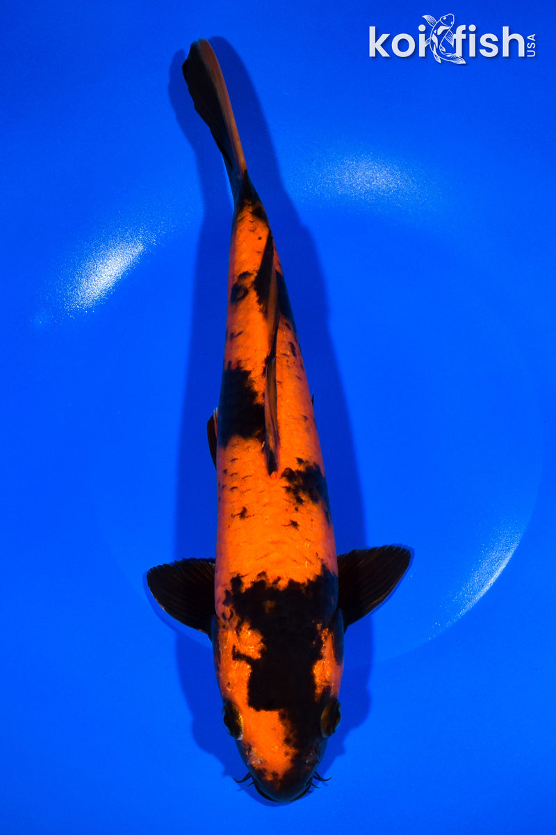 11.25" HI UTSURI