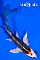 5" ARAGOKE BENI KIKOKURYU BUTTERFLY