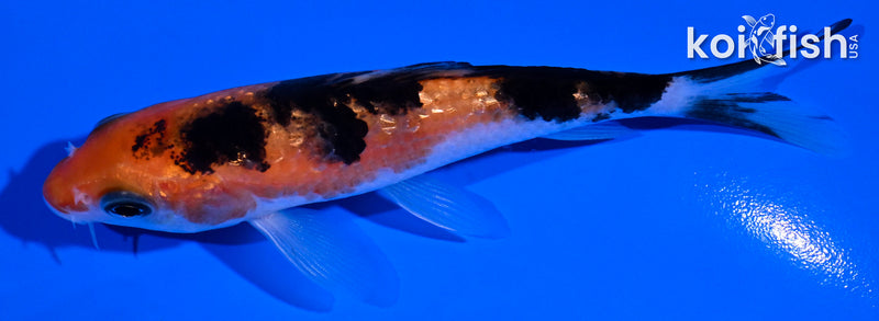 4.5" GINRIN AKA SANKE