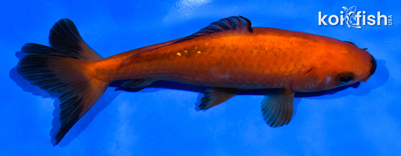 5.5" WAKIN GOLDFISH