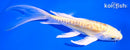 6" DOITSU YAMABUKI OGON BUTTERFLY