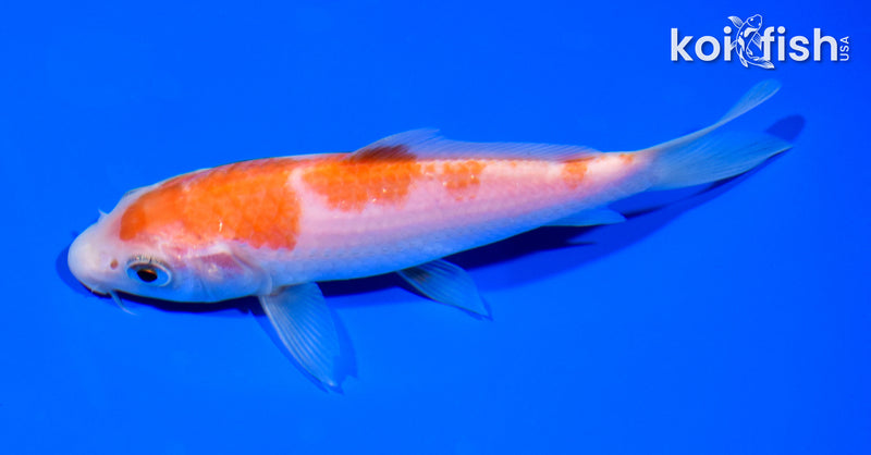 5.5" KOHAKU