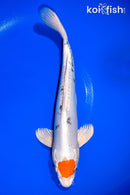 13" TANCHO HEISEI NISHIKI