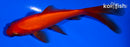5.25" COMET GOLDFISH
