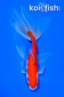 5.75" WATONAI GOLDFISH