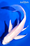 7.75" PLATINUM OGON BUTTERFLY