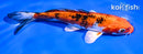6" YAMATO NISHIKI