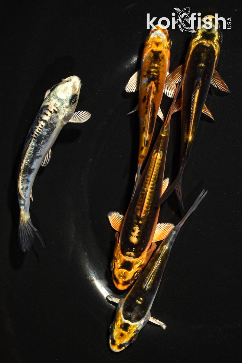 PACK OF (5) 3-4" GHOST KOI