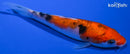 4.75" SANKE