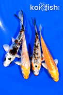 PACK OF (4) 3.75" MIXED STANDARD KOI