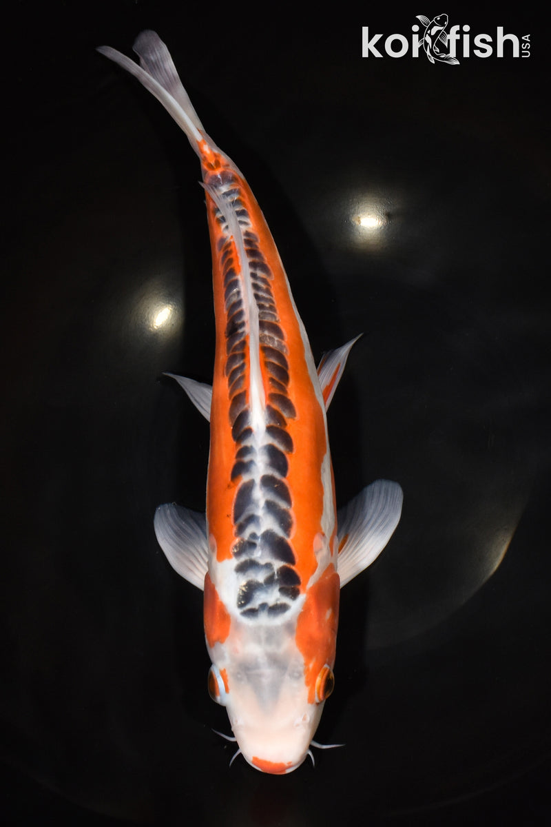 13" HI SHUSUI