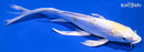 9" DOITSU HARIWAKE BUTTERFLY