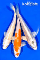 6.5 - 6.75" PACK OF (3) STANDARD KOI