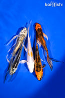 PACK OF (5) 4.5-5.5" BUTTERFLY KOI