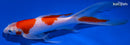 8" KOHAKU BUTTERFLY