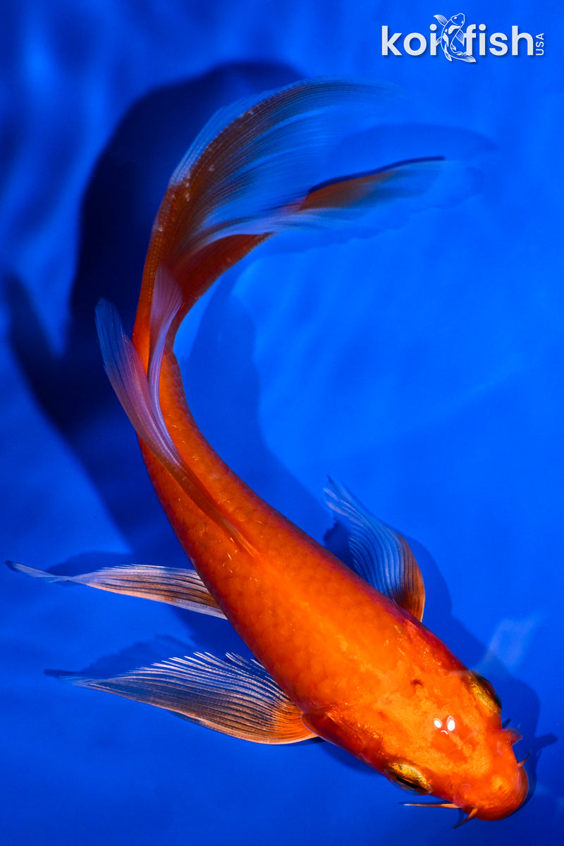 5.5" ORENJI OGON BUTTERFLY