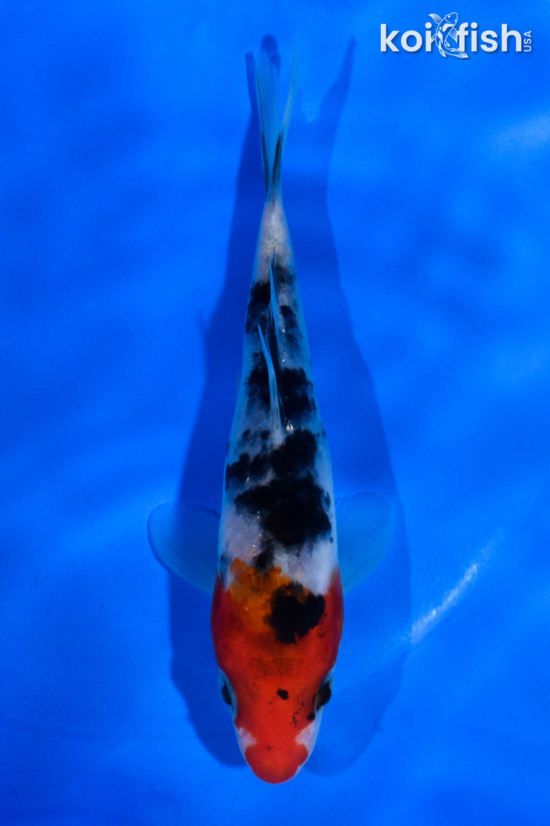 4.5" SANKE