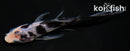 4" SHIRO UTSURI BUTTERFLY