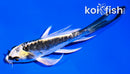4" KIN KIKOKURYU BUTTERFLY
