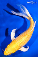 7.5" YAMABUKI OGON BUTTERFLY