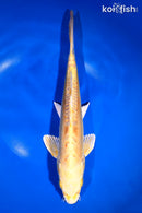 11.75" DOITSU YAMABUKI OGON