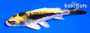 5" KIN KIKOKURYU