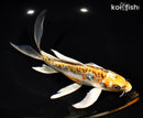 8" DOITSU KUJAKU BUTTERFLY