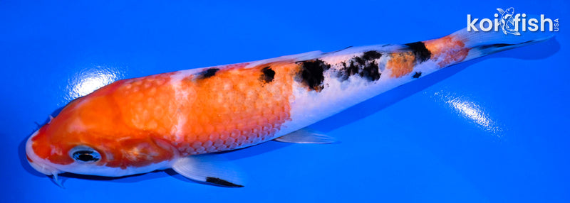 6.5" SANKE