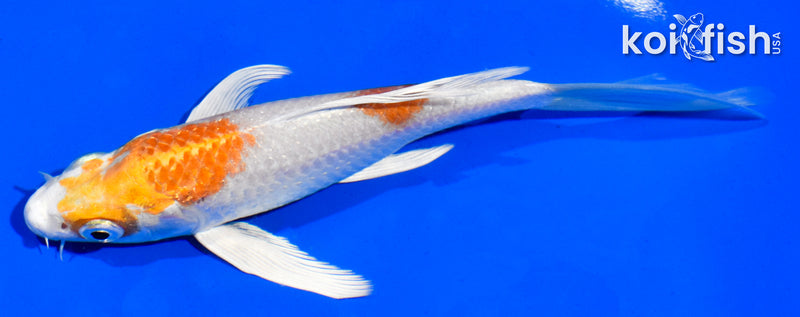 5.5" HARIWAKE BUTTERFLY